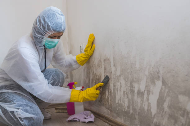Best Certified Mold Removal  in Carthage, NC