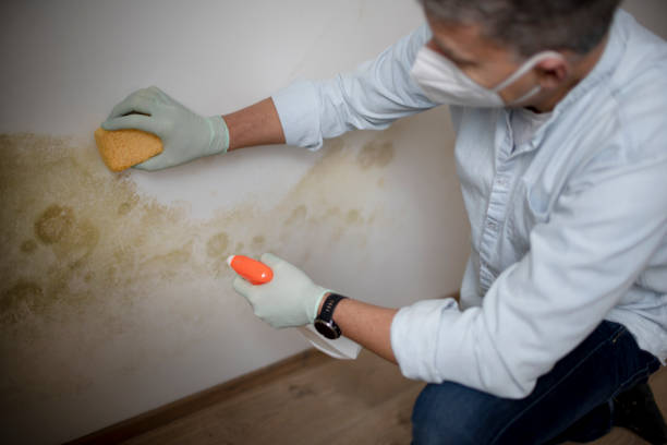 Mold Testing and Removal in Carthage, NC