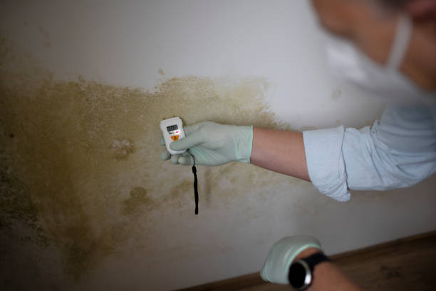 Best Toxic Mold Removal  in Carthage, NC