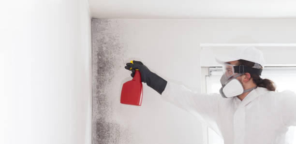 Best Attic Mold Removal  in Carthage, NC